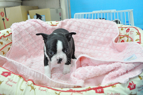 ボストンテリアの子犬　ブリーダー 子犬専門　AngelWan 横浜