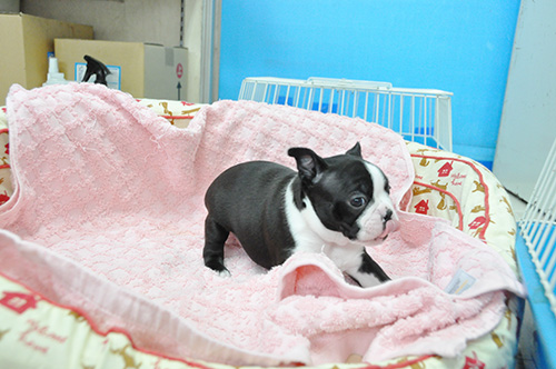 ボストンテリアの子犬　ブリーダー 子犬専門　AngelWan 横浜