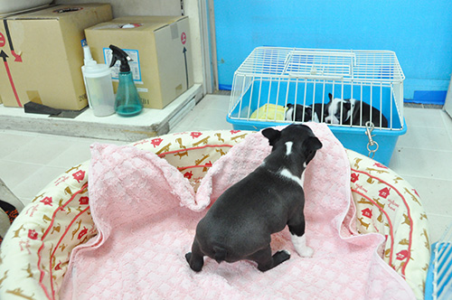 ボストンテリアの子犬　ブリーダー 子犬専門　AngelWan 横浜