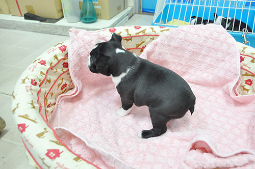 ボストンテリアの子犬　ブリーダー 子犬専門　AngelWan 横浜