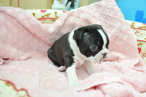 ボストンテリアの子犬　ブリーダー 子犬専門　AngelWan 横浜