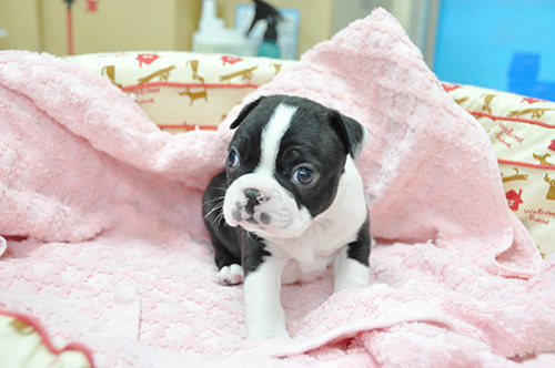 ボストンテリアの子犬　ブリーダー 子犬専門　AngelWan 横浜