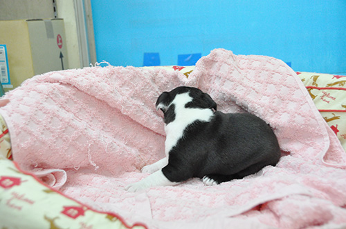 ボストンテリアの子犬　ブリーダー 子犬専門　AngelWan 横浜