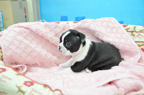 ボストンテリアの子犬　ブリーダー 子犬専門　AngelWan 横浜