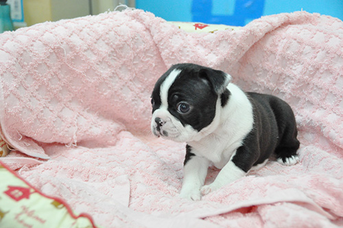 ボストンテリアの子犬　ブリーダー 子犬専門　AngelWan 横浜