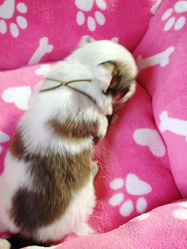 たくさんネンネしてまた明日