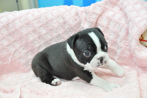 ボストンテリアの子犬　ブリーダー 子犬専門　AngelWan 横浜