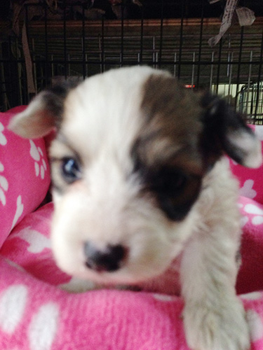 ミックスの子犬の子犬　ブリーダー 子犬専門　AngelWan 横浜