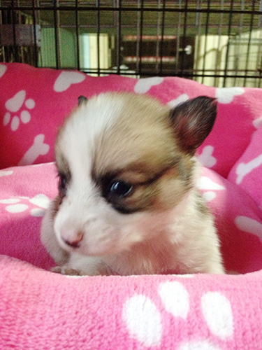 ミックスの子犬の子犬　ブリーダー 子犬専門　AngelWan 横浜