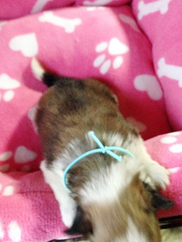 ミックスの子犬の子犬　ブリーダー 子犬専門　AngelWan 横浜