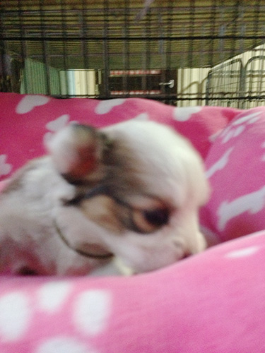 おまけにピンク色！