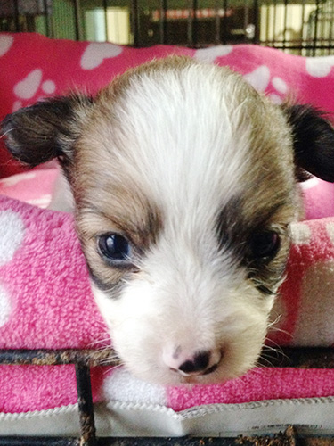 ミックスの子犬の子犬　ブリーダー 子犬専門　AngelWan 横浜