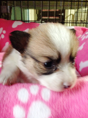 ミックスの子犬の子犬　ブリーダー 子犬専門　AngelWan 横浜