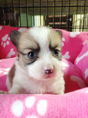 ミックスの子犬の子犬　ブリーダー 子犬専門　AngelWan 横浜