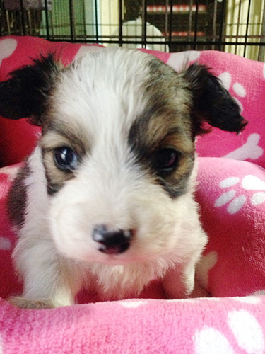 ミックスの子犬の子犬　ブリーダー 子犬専門　AngelWan 横浜