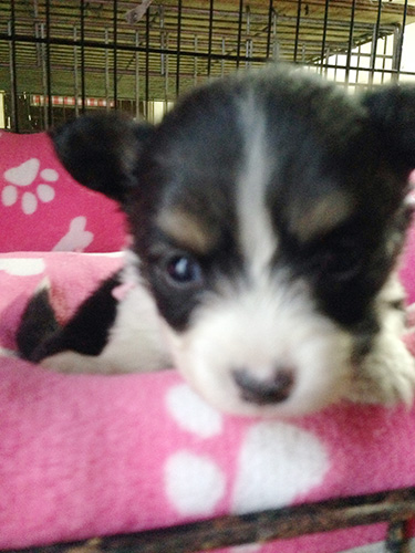 ミックスの子犬の子犬 ブリーダー 子犬専門 AngelWan 横浜