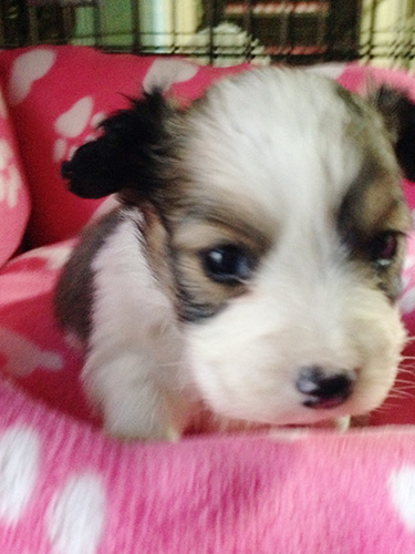 ミックスの子犬の子犬　ブリーダー 子犬専門　AngelWan 横浜