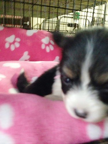 ミックスの子犬の子犬 ブリーダー 子犬専門 AngelWan 横浜