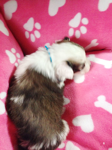 ミックスの子犬の子犬　ブリーダー 子犬専門　AngelWan 横浜