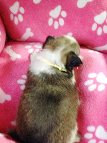 ミックスの子犬の子犬 ブリーダー 子犬専門 AngelWan 横浜