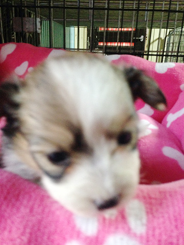 ミックスの子犬の子犬 ブリーダー 子犬専門 AngelWan 横浜