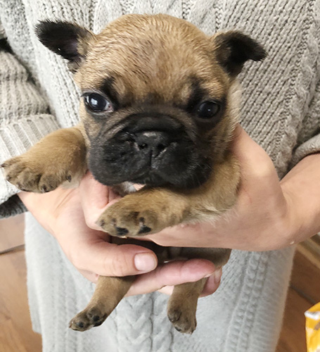 フレンチブルドッグの子犬　ブリーダー 子犬専門　AngelWan 横浜