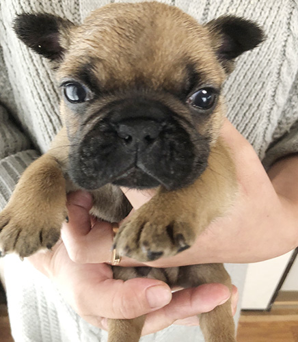 フレンチブルドッグの子犬　ブリーダー 子犬専門　AngelWan 横浜