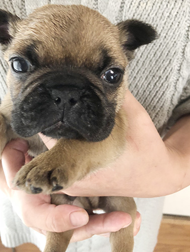 フレンチブルドッグの子犬　ブリーダー 子犬専門　AngelWan 横浜