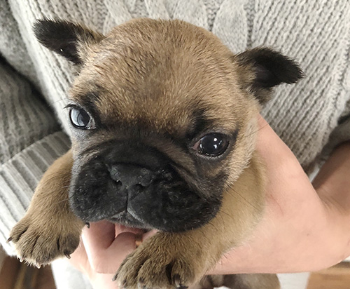 フレンチブルドッグの子犬　ブリーダー 子犬専門　AngelWan 横浜