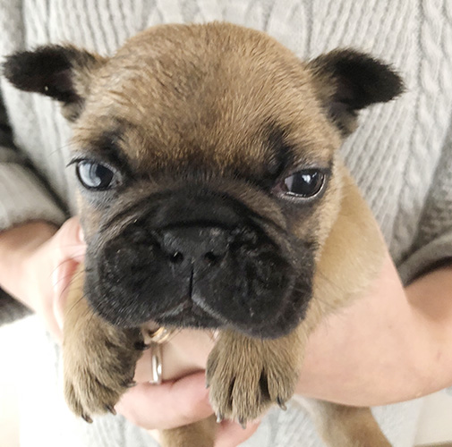 フレンチブルドッグの子犬　ブリーダー 子犬専門　AngelWan 横浜