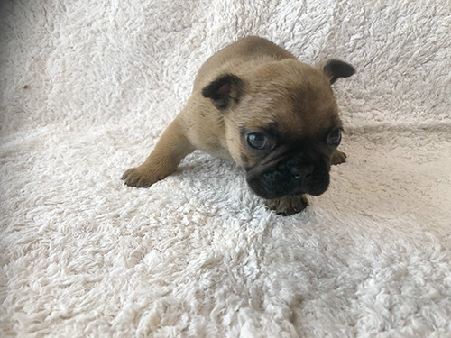フレンチブルドッグの子犬　ブリーダー 子犬専門　AngelWan 横浜