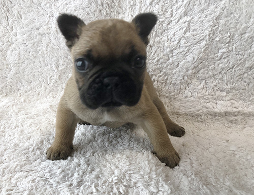 フレンチブルドッグの子犬　ブリーダー 子犬専門　AngelWan 横浜