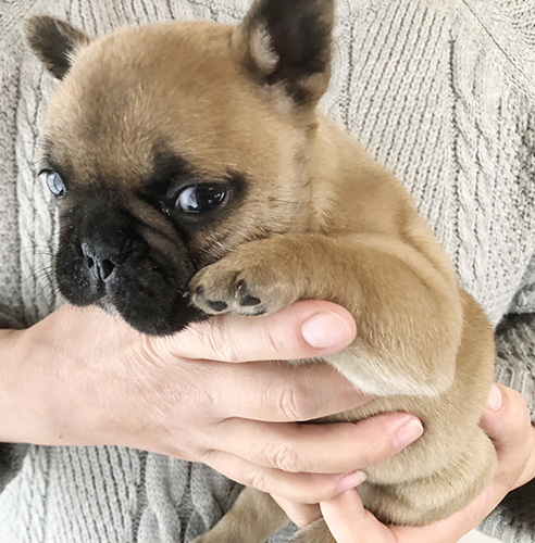 フレンチブルドッグの子犬　ブリーダー 子犬専門　AngelWan 横浜