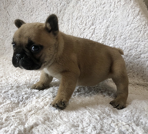 フレンチブルドッグの子犬　ブリーダー 子犬専門　AngelWan 横浜