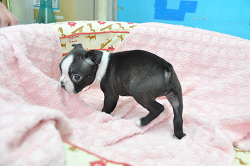 ボストンテリアの子犬　ブリーダー 子犬専門　AngelWan 横浜