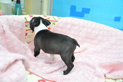 ボストンテリアの子犬　ブリーダー 子犬専門　AngelWan 横浜