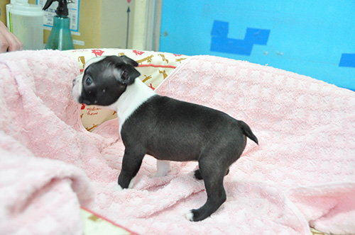 ボストンテリアの子犬　ブリーダー 子犬専門　AngelWan 横浜