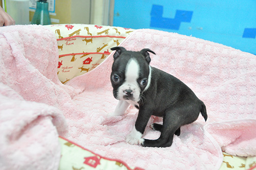 ボストンテリアの子犬　ブリーダー 子犬専門　AngelWan 横浜