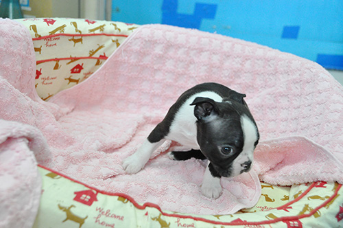 ボストンテリアの子犬　ブリーダー 子犬専門　AngelWan 横浜