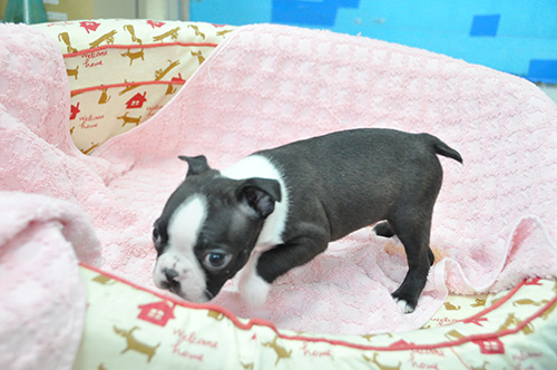 ボストンテリアの子犬　ブリーダー 子犬専門　AngelWan 横浜