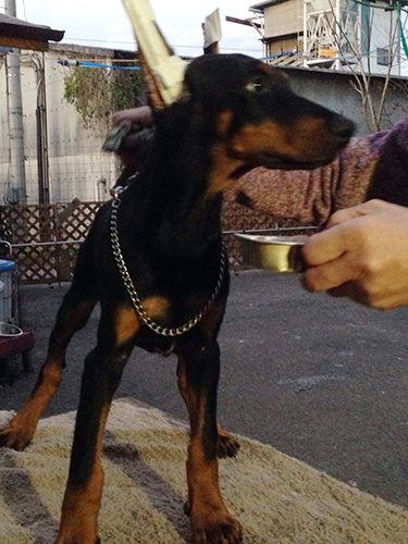 ドーベルマンの子犬　ブリーダー 子犬専門　AngelWan 横浜