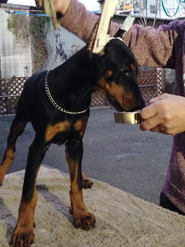 ドーベルマンの子犬　ブリーダー 子犬専門　AngelWan 横浜