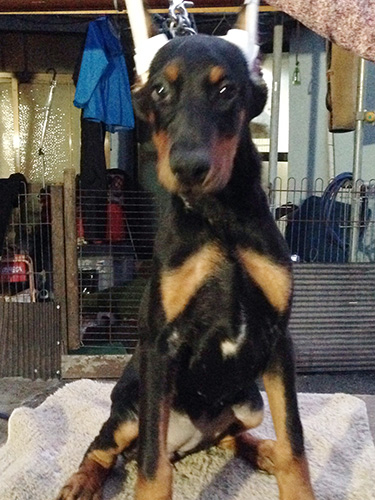 ドーベルマンの子犬　ブリーダー 子犬専門　AngelWan 横浜