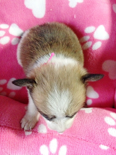 ミックスの子犬の子犬　ブリーダー 子犬専門　AngelWan 横浜