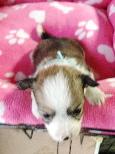 ミックスの子犬の子犬　ブリーダー 子犬専門　AngelWan 横浜