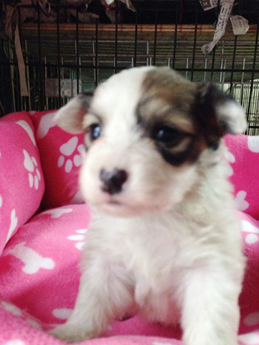ミックスの子犬の子犬　ブリーダー 子犬専門　AngelWan 横浜