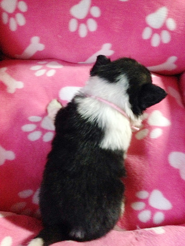 ミックスの子犬の子犬 ブリーダー 子犬専門 AngelWan 横浜