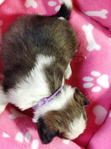 ミックスの子犬の子犬　ブリーダー 子犬専門　AngelWan 横浜