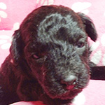 トイプードルの子犬　ブリーダー 子犬専門　AngelWan 横浜