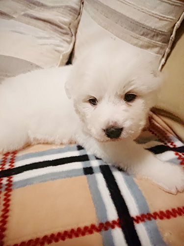 グレートピレニーズの子犬　ブリーダー 子犬専門　AngelWan 横浜
